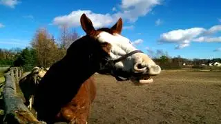 Horse Neigh/  Pferd Wiehern/ Rżenie konia SOUND EFFECTS