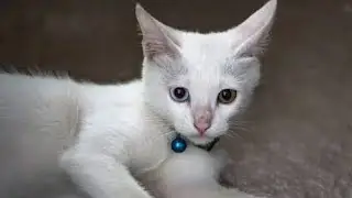 kucing lucu 1290