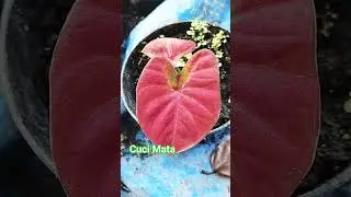 Cuci Mata