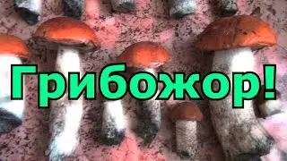 НАШЛА МНОГО ГРИБОВ но ЛЕШИЙ ТО МЕНЯ ПОВОДИЛ ЗА НОС