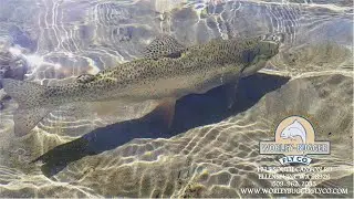 Yakima River Fly Fishing Report-August 22nd, 2024-Worley Bugger Fly Co