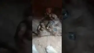 Накормили котят, радуются