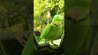 talking parrot | raw parrot  |green talking parrot | lidl talking parrot |talking funny parrots