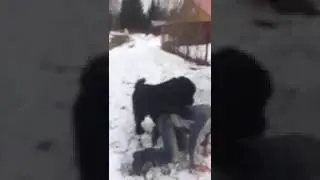 Пёс хочет мужика 2