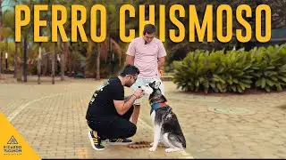 LEYENDO LA MENTE de PERROS - Ricardo Montoya Mentalista