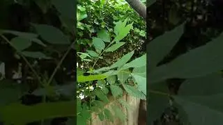 su ver leylam yanıyorum  elektro saz enstrümantal  /Turkish regional folk songs