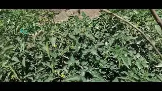 Every farmer needs a healthy Tomato garden like this. Pests & Diseases well managed.