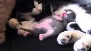 Смешные кошки, котенок смешно спит