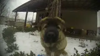 Кавказец Балу