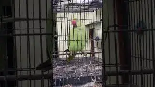 Parrot Beautiful sounds | Talking Parrot | Parrot Video | Parrot Speaking | #short #shorts