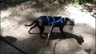 Popeye Video2 #rescuedog #tierschutz #hund