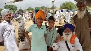 ਛੋਟੀ ਉਮਰ ਦੇ ਵਪਾਰੀ ਨੇ ਬੰਨ੍ਹੀਆਂ ਰੌਣਕਾਂ ਕਿਸ ਤਰ੍ਹਾਂ ਕੀਤਾ ਸੌਦਾ ਮੰਡੀ ਤੁੰਗਵਾਲੀ  17.4.2019