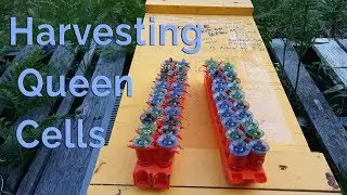 Harvesting Queen Cells
