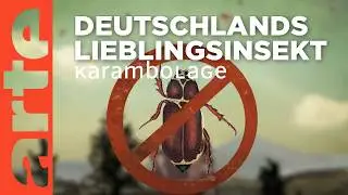 Der Maikäfer | Karambolage | ARTE