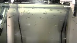 DANIO FRY UPDATE. 2 months or more.