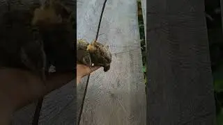 dính 2 con 1 lưới bất ngờ