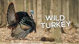 Wild Turkey Conservation | How it Works
