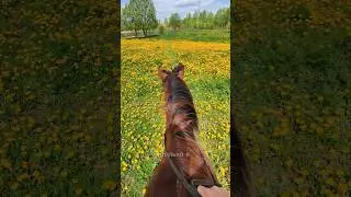 НЕ ПОНРАВИЛАСЬ КОННАЯ ПРОГУЛКА? #horse #equestrian #short