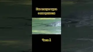 ✅Как атакует щука !!! Часть 1. #рекомендации#рыбалка#топ#fishing