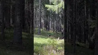 Увидела косулю в лесу