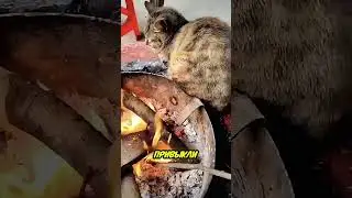 Странное поведение кошек у огня: причина вас удивит 😲🔥