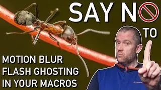 FLASH MACRO Photography Crucial SKILL: Balancing Flash & Ambient Light