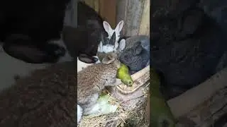 Мама Героиня) смогла родить 9 крольчат