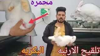 الارنبه البكريه احطها امتى تتلقح لو مش عارف عمرها
