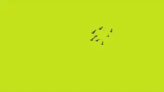 Green Screen HD Bird Flock Full