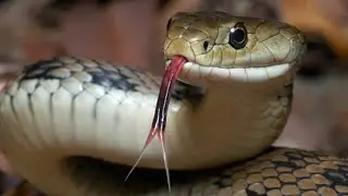 This Plant Is A Snake Magnet In Your Yard, You’ve Been Warned