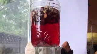 Blue Dandelion Teas: Liquid Sunshine