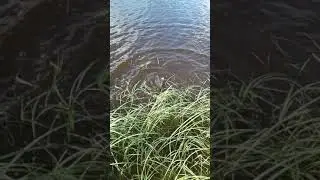 #shorts щука на твистер