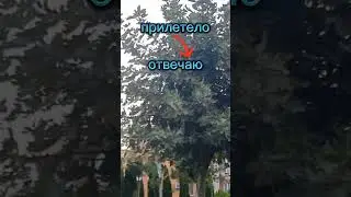FLEW IN FROM THE VIEWERS. MY ANSWER. 