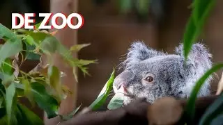 5 TIPS voor het FOTOGRAFEREN in de ZOO - 