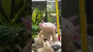 Аксолотль выпал из аквариума 😱