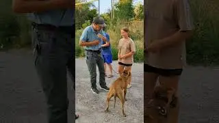 Aggressive pit bull.
