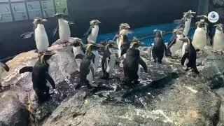 Rockhopper Penguin  @ Underwater World Langkawi