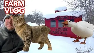 Bad Day for the Geese, Good Day for the Barn Cats