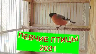 ✅Певчие птицы 2021 !!!
