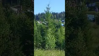Усьва 07.24.Каменная горка 1