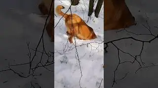 Солнечный землекоп