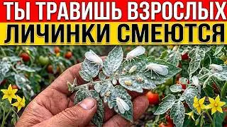 Whiteflies: You kill them, they don't die. Here’s why