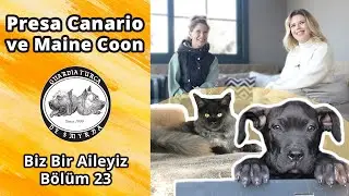 Presa Canario ve Maine Coon Birlikte Yaşıyor - Biz Bir Aileyiz Bölüm 24