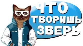 CS:GO - Что творишь зверь - лучшие момент стрима - что подарить на день влюблённых :D
