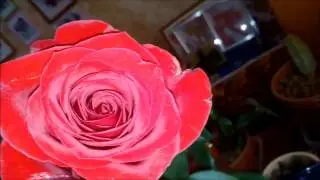 Try to draw rose :)