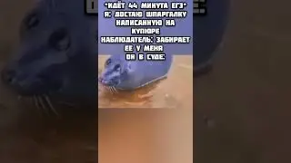 Мем про ЕГЭ / грустный тюлень 