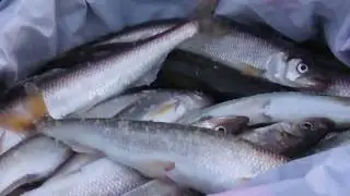 Ловля корюшки осенью с лодки. Фильм 3