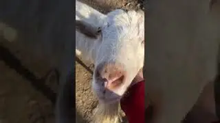 #экскурсия . Белочка 🥰с сестренкой #goat