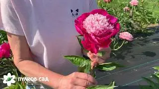 White cap peony. Pulkovo Garden