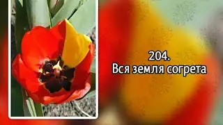 Гимны надежды 204 Вся земля согрета (-)